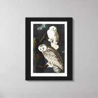 Snowy Owl illustratie door Audubon