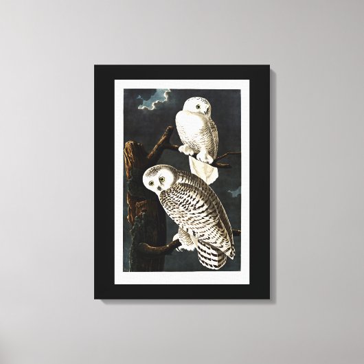 Snowy Owl illustratie door Audubon Canvas Afdruk (Voorkant)