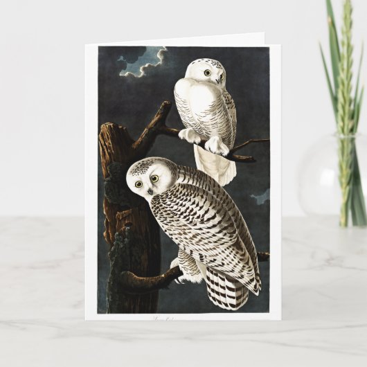 Snowy Owl illustratie door Audubon Kaart (Voorkant)