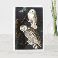Snowy Owl illustratie door Audubon