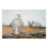 Snowy Owl Immigrant. Foto Afdruk (Voorkant)