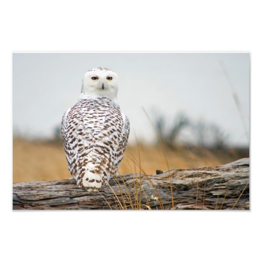 Snowy Owl Immigrant. Foto Afdruk (Voorkant)