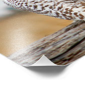 Snowy Owl Immigrant. Foto Afdruk (Hoek)