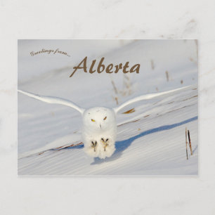 Snowy Owl in Albert Canada Briefkaart