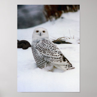 Snowy Owl in de Druk van het Poster van de sneeuw