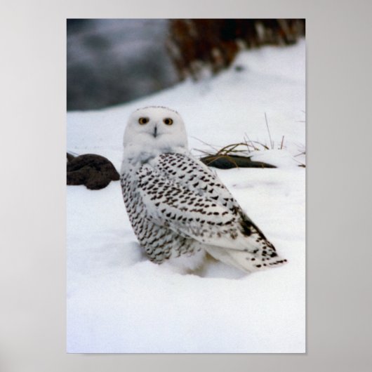 Snowy Owl in de Druk van het Poster van de sneeuw (Voorkant)