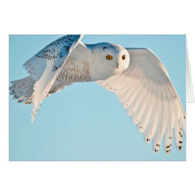 Snowy Owl in flight (Voorkant Horizontaal)
