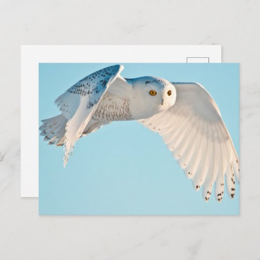Snowy Owl in flight Briefkaart (Voorkant / Achterkant)