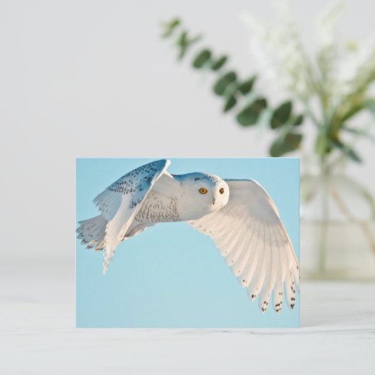 Snowy Owl in flight Briefkaart (Staand voorkant)