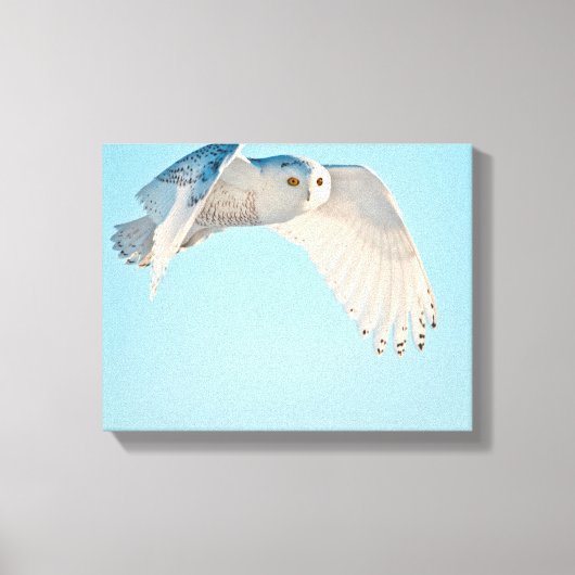 Snowy Owl in flight Canvas Afdruk (Voorkant)