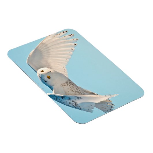 Snowy Owl in flight Magneet (Rechterzijde)
