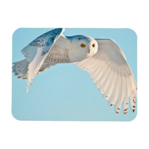 Snowy Owl in flight Magneet