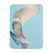 Snowy Owl in flight Magneet (Verticaal)