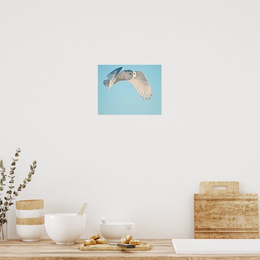Snowy Owl in flight Poster (Keuken)