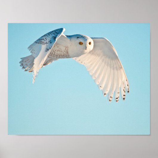 Snowy Owl in flight Poster (Voorkant)