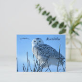 Snowy Owl in Manitoba Canada Briefkaart (Staand voorkant)