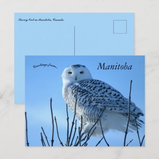 Snowy Owl in Manitoba Canada Briefkaart (Voorkant / Achterkant)