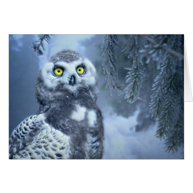 Snowy Owl in Winter (Voorkant Horizontaal)