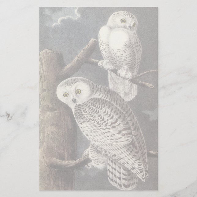 Snowy Owl, John Audubon (Voorkant)