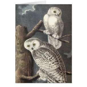 Snowy Owl, John Audubon