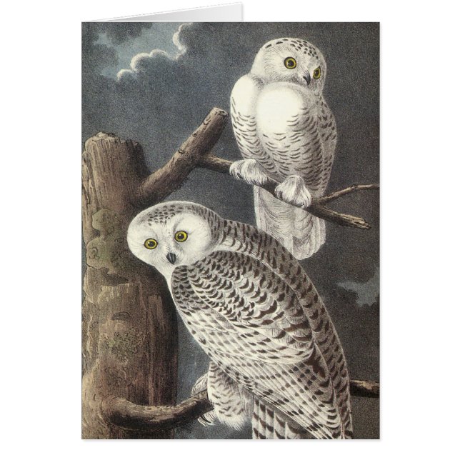 Snowy Owl, John Audubon (Voorkant)