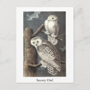 Snowy Owl, John Audubon Briefkaart