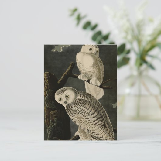 Snowy Owl, John James Audubon's Birds of America Briefkaart (Staand voorkant)