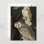 Snowy Owl, John James Audubon's Birds of America Briefkaart (Voorkant / Achterkant)