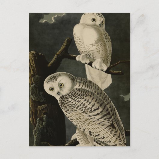 Snowy Owl, John James Audubon's Birds of America Briefkaart (Voorkant)