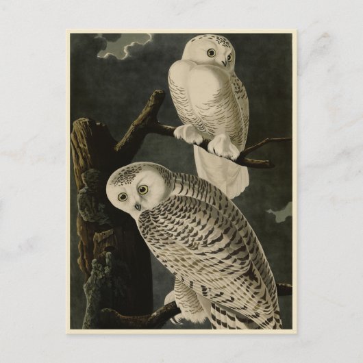Snowy Owl, John James Audubon's Birds of America Briefkaart (Voorkant)