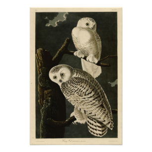 Snowy Owl, John James Audubon's Birds of America Foto Afdruk