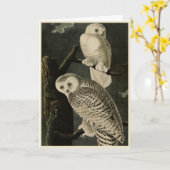Snowy Owl, John James Audubon's Birds of America Kaart (Gele Bloem)