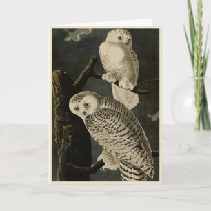 Snowy Owl, John James Audubon's Birds of America Kaart