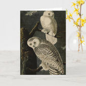 Snowy Owl, John James Audubon's Birds of America Kaart (Gele Bloem)