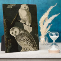 Snowy Owl, John James Audubon's Birds of America P