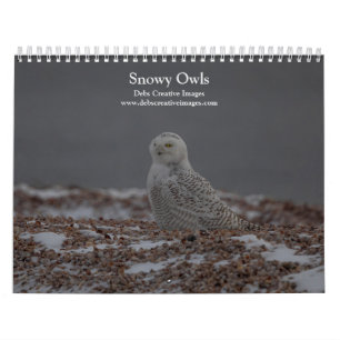 Snowy Owl Kalender 2025