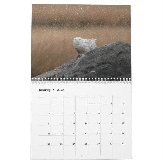 Snowy Owl Kalender 2026 (Jan 2026)