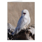 Snowy Owl Laughs! (Voorkant)