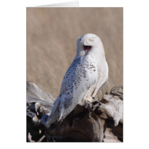 Snowy Owl Laughs!