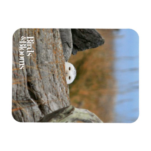 Snowy Owl Magneet (Horizontaal)