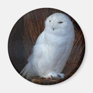 Snowy Owl Magneet