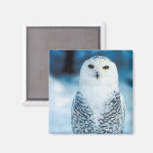 Snowy Owl Magneet (Voorkant / Achterkant)