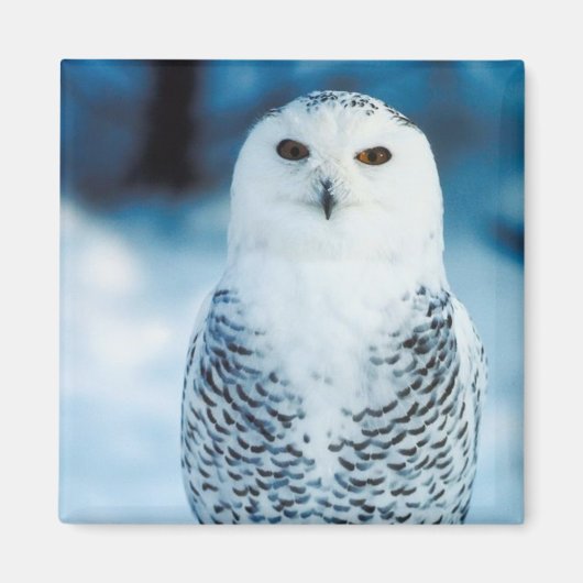 Snowy Owl Magneet (Voorkant)