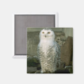 Snowy Owl magnet (Voorkant / Achterkant)