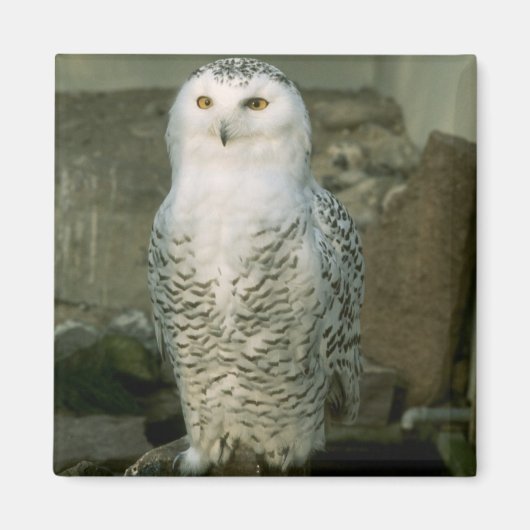 Snowy Owl magnet (Voorkant)