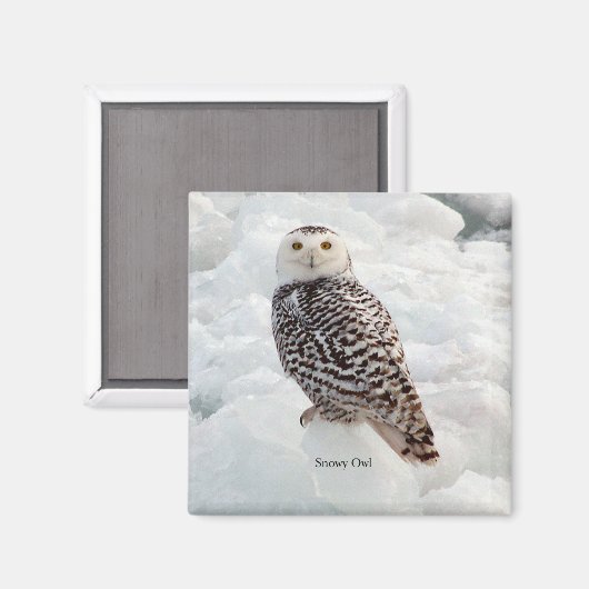 Snowy Owl magnet (Voorkant / Achterkant)