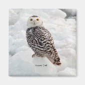 Snowy Owl magnet (Voorkant)