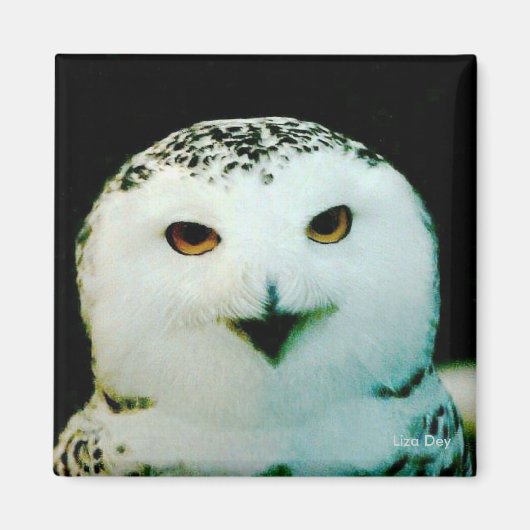 Snowy Owl Magnet (Voorkant)