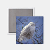 Snowy Owl Magnet (Voorkant / Achterkant)
