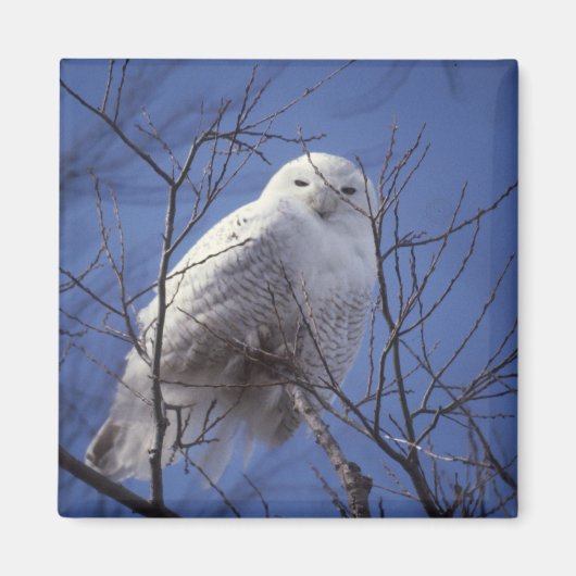 Snowy Owl Magnet (Voorkant)